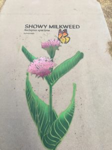Trail art - Showy Milkweed